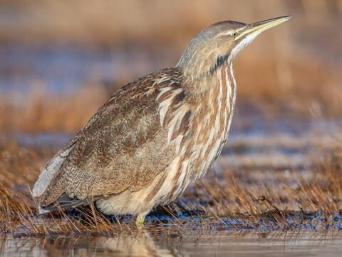 [Recent Tests- VOL] - Saving the Bittern